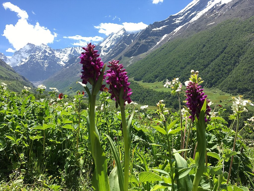 purple valley flowers