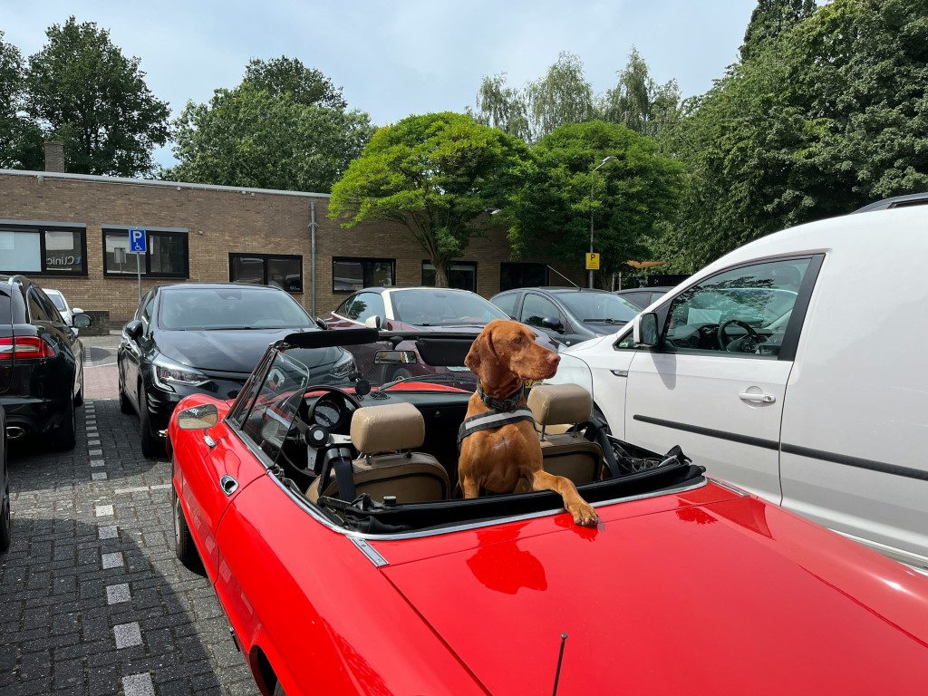 dog in red car