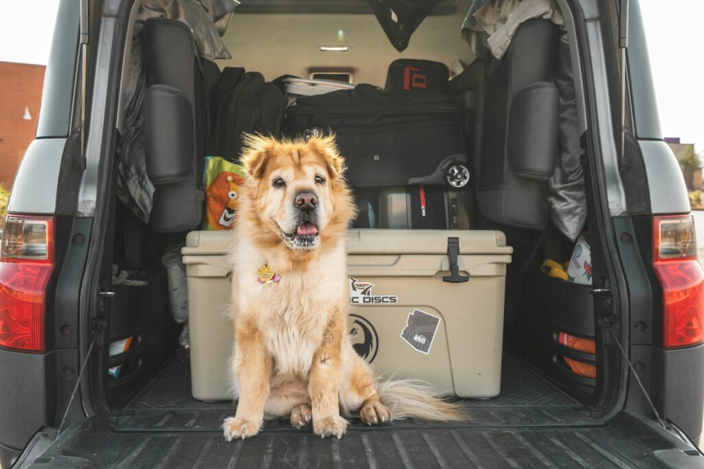 dog travel
