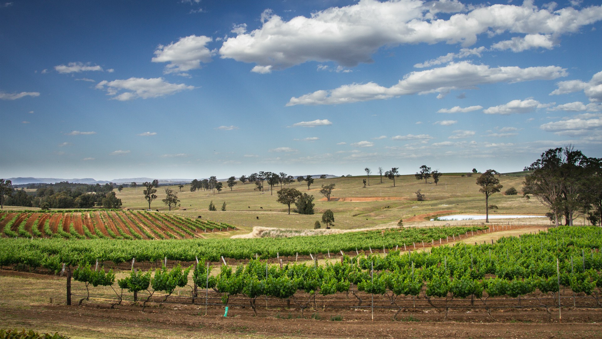 Read more about the article A Photographic Tour of Hunter Valley: Capture the Magic of Australia’s Wine Country