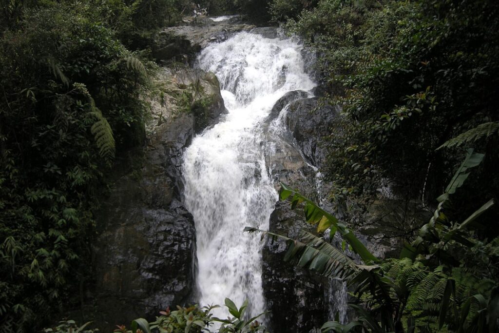 cameron highlands
