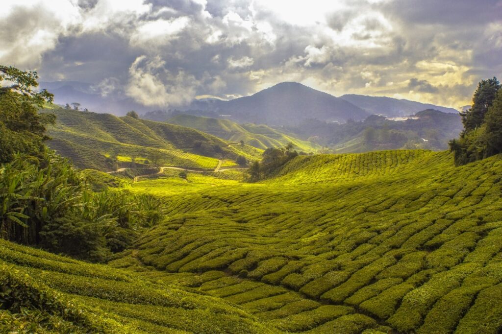 cameron highlands malaysia