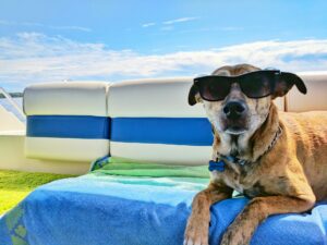 Read more about the article A Guide to Traveling with Pets: Tips for a Smooth Journey