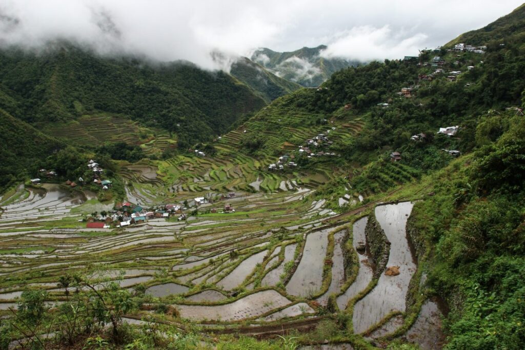 sagada rice terraces