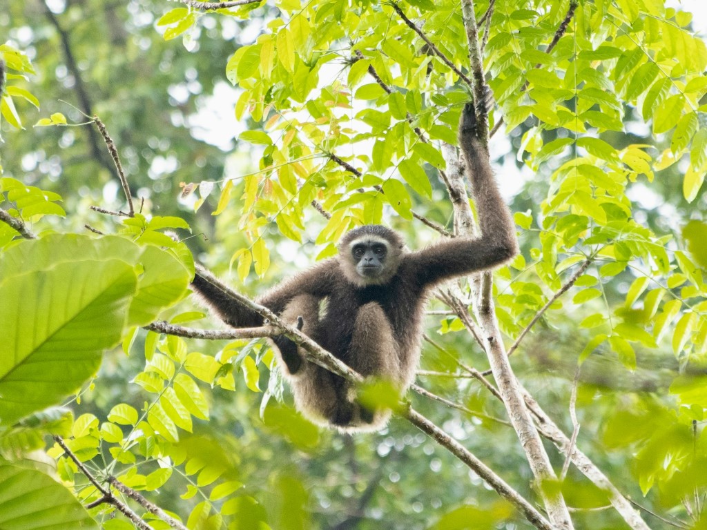 sandakan monkey
