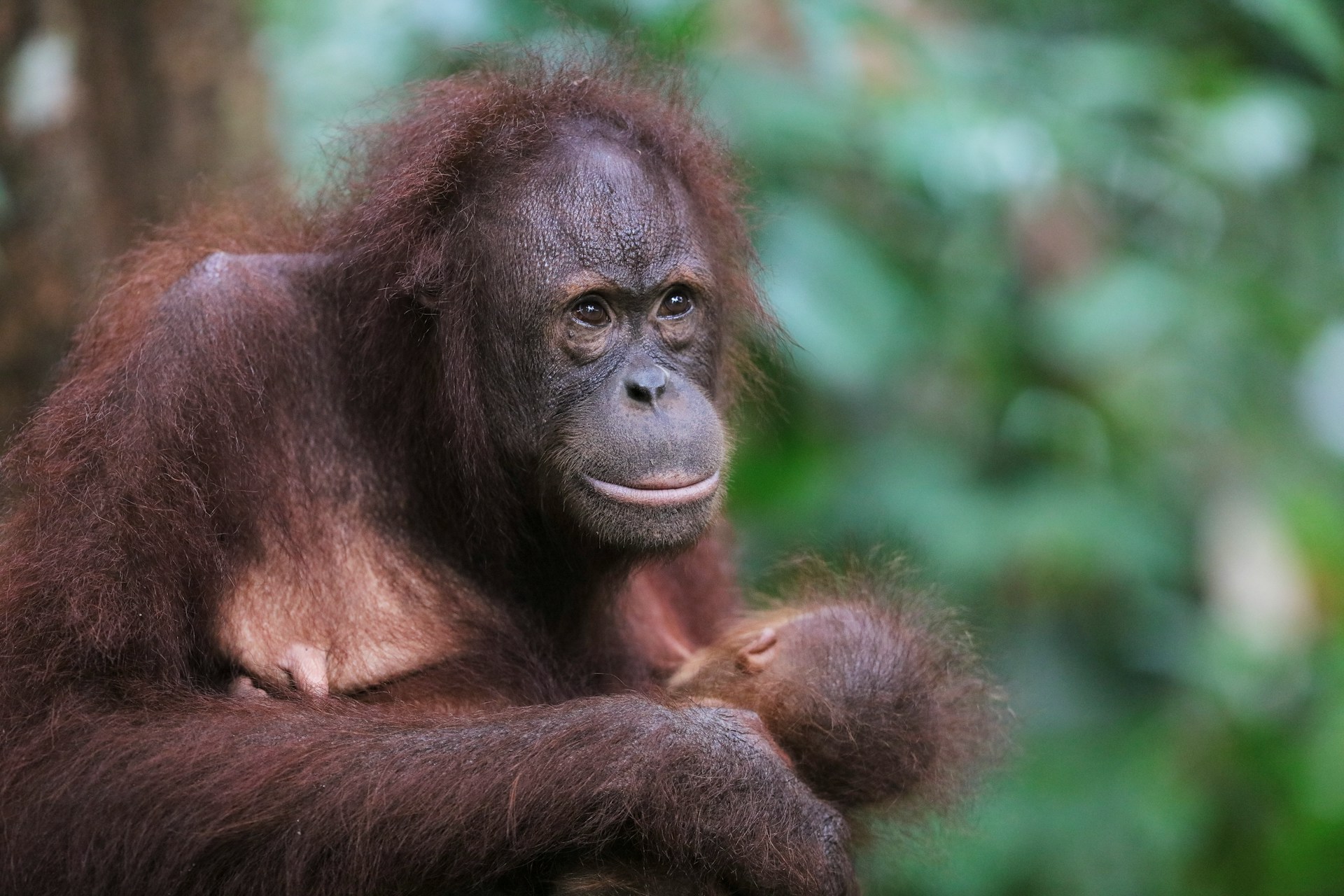 You are currently viewing A Firefighter’s Journey to the Heart of Borneo: Sandakan’s Orangutan Experience