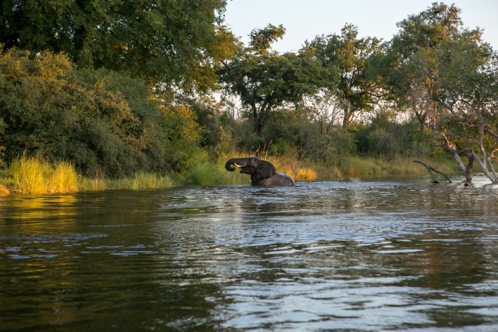 elephant in the zambezi