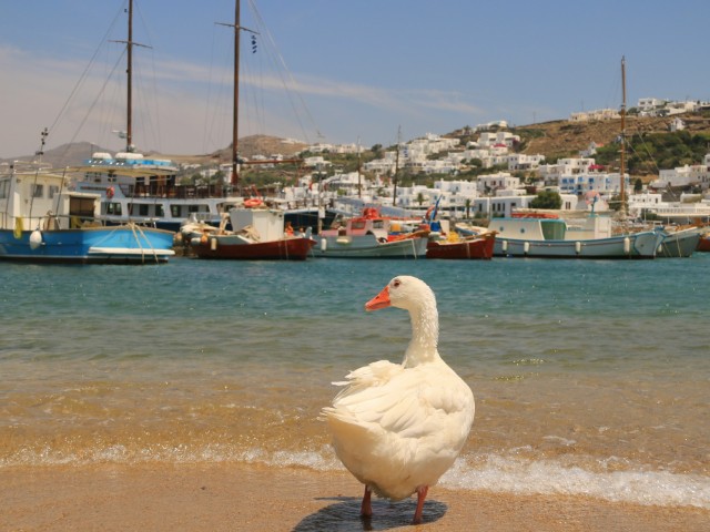 duck in mykonos