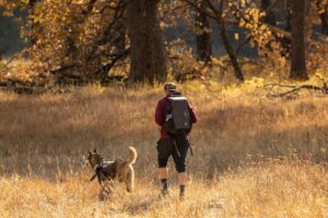 Read more about the article 5 Best Trails For Hiking With Your Dog Near Salt Lake City