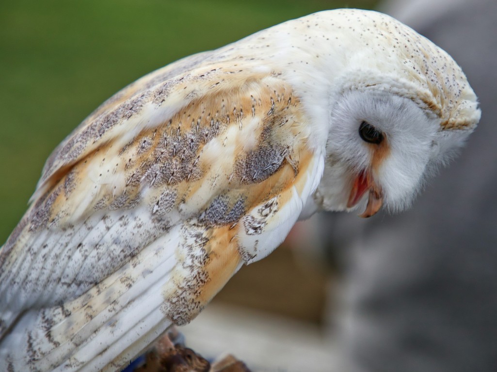 north yorkshire owl