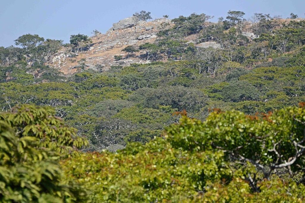 Nkhotakota Wildlife Reserve Malawi