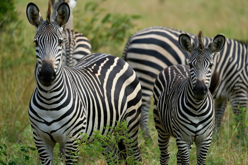 Zebras in South Luangwa National Park, Zambia