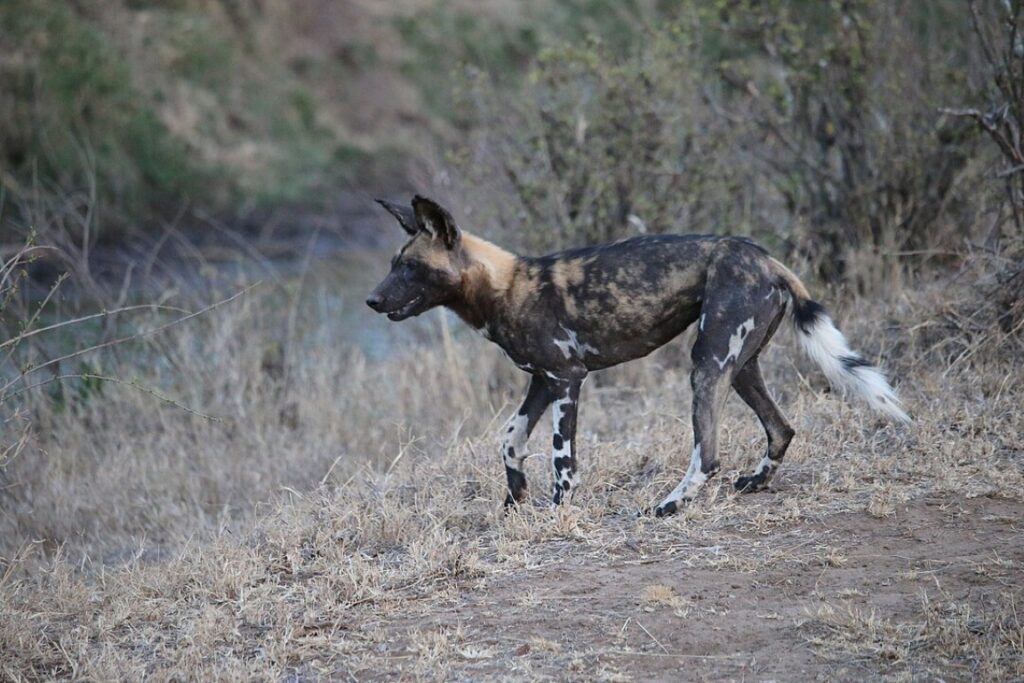 laikipia kenya