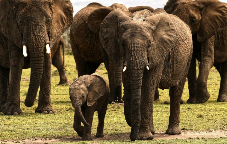 A herd of elephants in the Masai Mara National Reserve.
