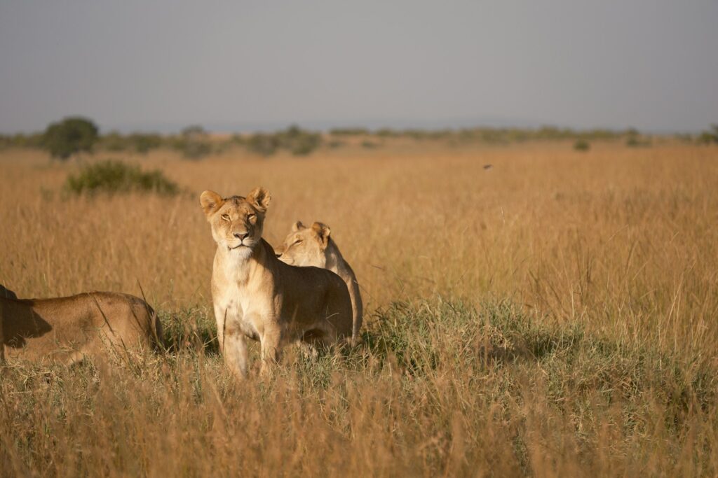 masai mara