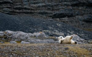 Read more about the article Svalbard: Chasing Silence and Snow at the Edge of the World