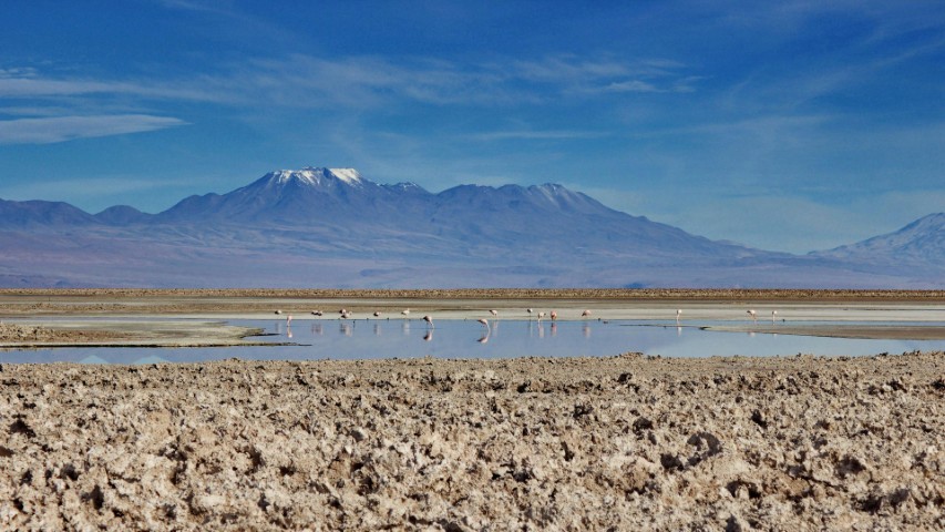 birds in the atacama