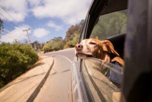 Read more about the article Bulgaria Pet-Friendly Travel: How to Travel with Your Furry Friend in a Rental Car
