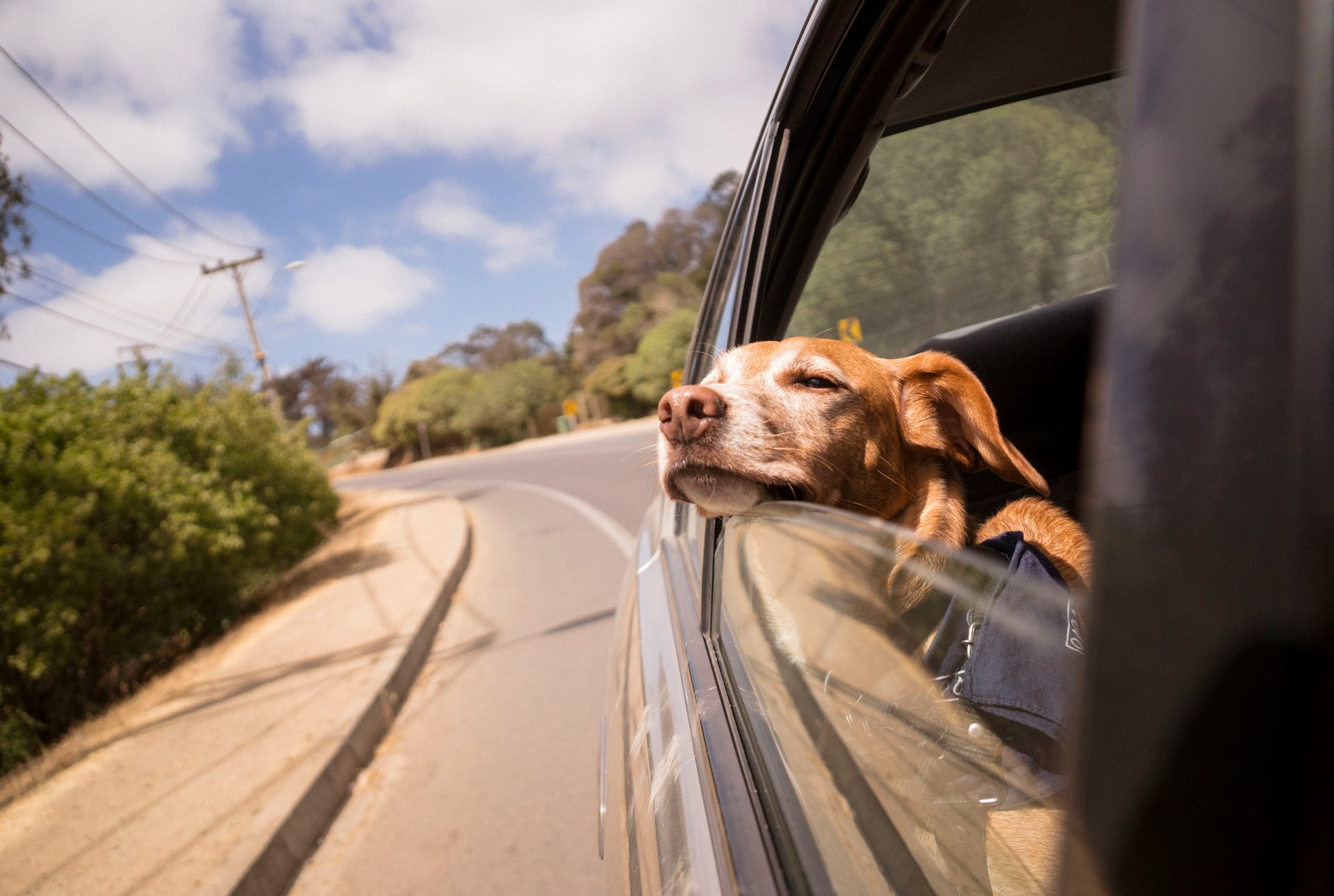 You are currently viewing Bulgaria Pet-Friendly Travel: How to Travel with Your Furry Friend in a Rental Car