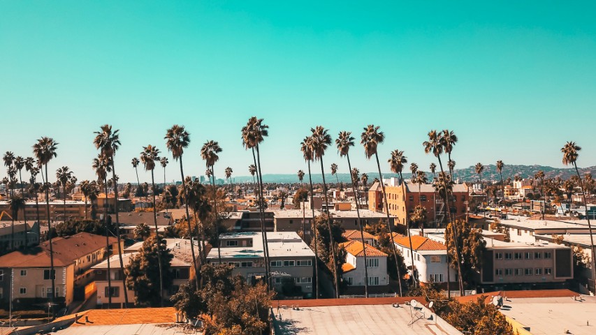 palm trees in los angeles