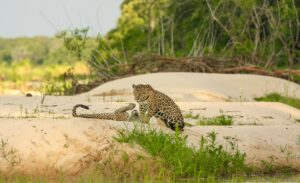 Read more about the article The Ultimate Guide to the Pantanal: Brazil’s Untamed Heart