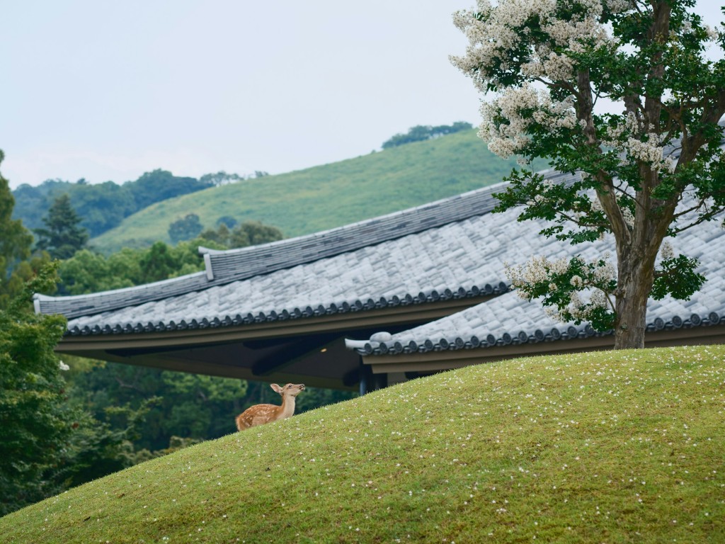 deer going uphill on nara