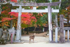 Read more about the article Nara: A Guide to Japan’s Ancient Capital of Temples and Deer