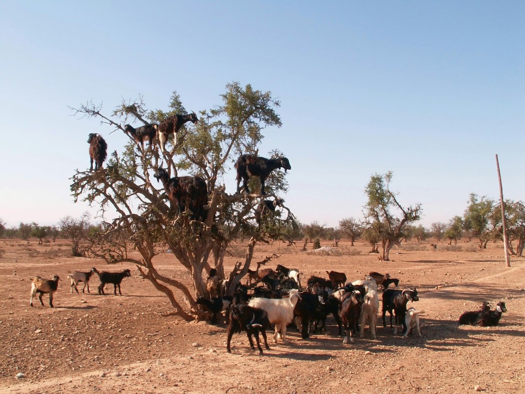 goats on the tree in agadir