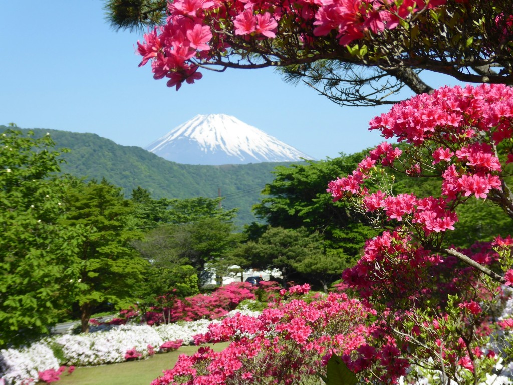 greenery scene with mount fuji