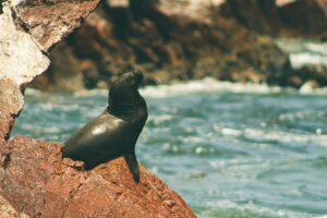 Read more about the article Paracas: A Guide to Peru’s Coastal Wildlife Reserve