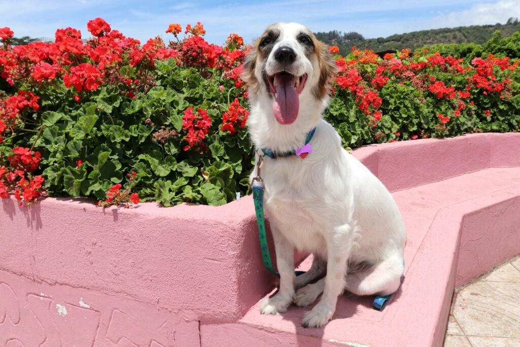 a dog posing infront of roses in chiriqui panama