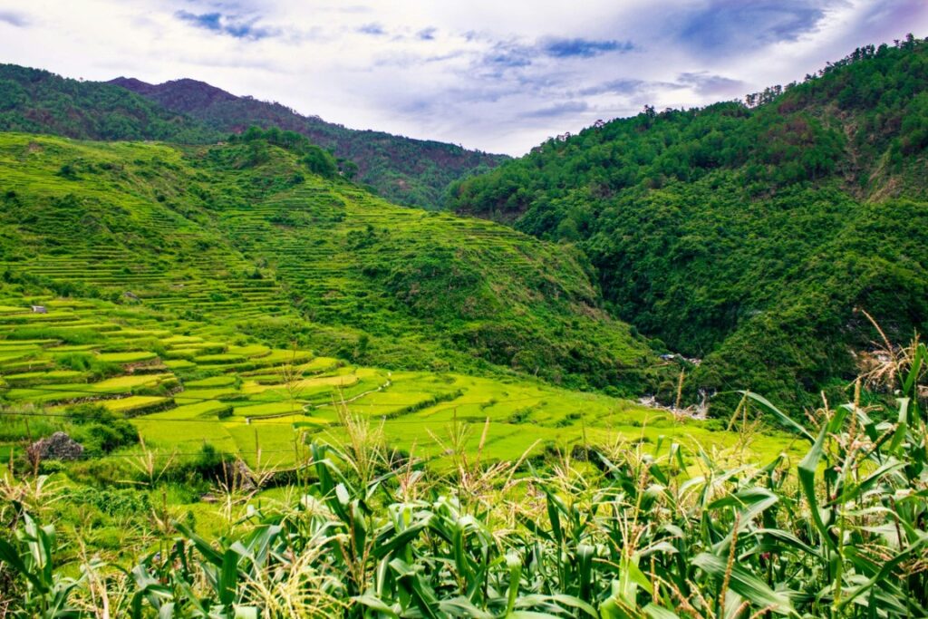 rice terraces in cordillera philippines