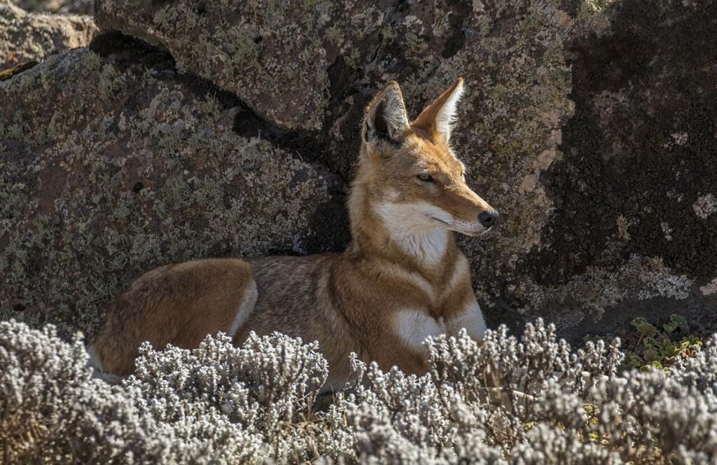 ethiopian wolf laying on the flower fields