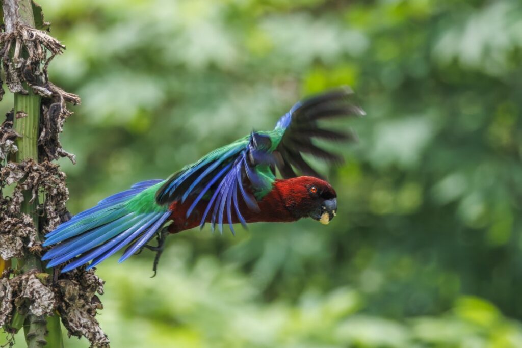 prosopeia tabuensis taveuni fiji