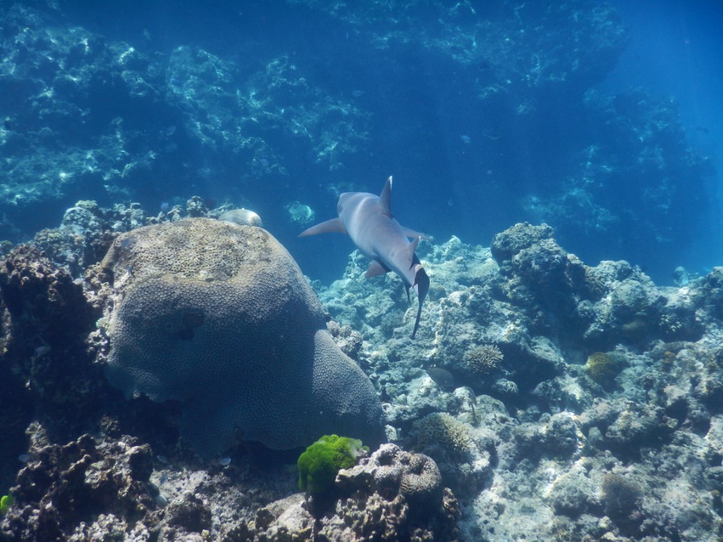 white tip reef shark yasawa fiji