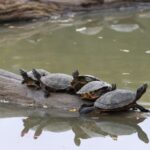 Witness Magic: The Tortuguero National Park Sea Turtles Nesting Season