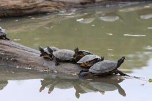 Read more about the article Witness Magic: The Tortuguero National Park Sea Turtles Nesting Season