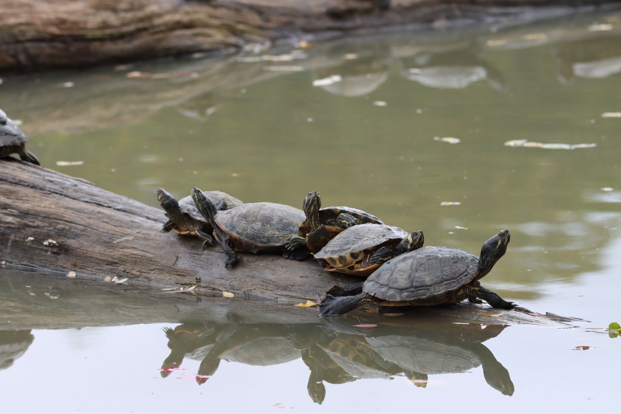 You are currently viewing Witness Magic: The Tortuguero National Park Sea Turtles Nesting Season