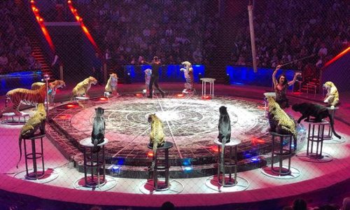 1. Moscow State Circus​